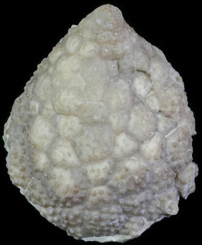 Cystoid (Holocystites) Fossil - Indiana #61974